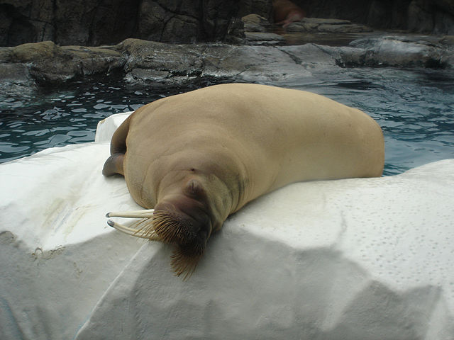 "Beautiful Male Walrus at Marine World Africa USA" © Diana