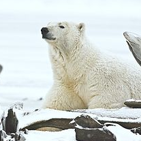 "Polar Bear" by Alan D. Wilson; Creative Commons License