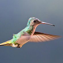 "Flying Golden-tailed Sapphire Hummingbird" © Marcial4