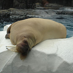 "Beautiful Male Walrus at Marine World Africa" © Diana