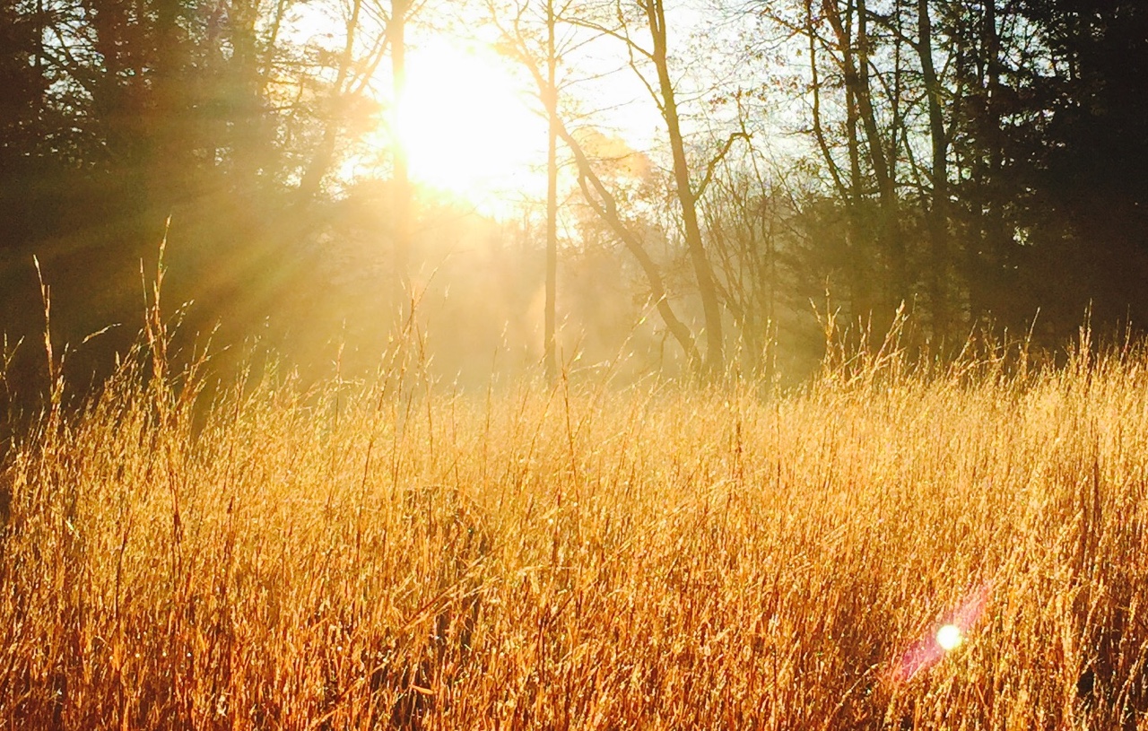 "Gold Field" © Kelly DuMar; used by permission