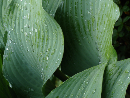 “Hosta” © Cynthia Staples