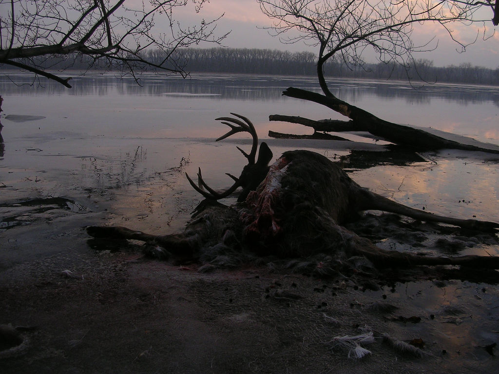 "Dead Deer" © Greg Johnson; Creative Commons license