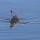 "African Crocodile Swimming By" © Derek Keats; Creative Commons license