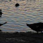 "Dux" © Awesome Joolie; Creative Commons license