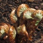 "Fiddleheads" &copy; Dominique Browning