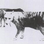Photo of Thylacine with Distended Pouch; public domain