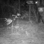 "Cow!?" © Florida Fish and Wildlife; Creative Commons license
