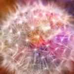 "Divine Dandelion" © Nicolas Raymond