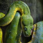 "Green Snake Coiling a Branch" © Thomas Hafeneth; Public Domain